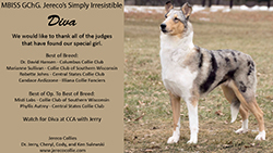 Jereco Collies -- GCHG Jereco's Simply Irresistible