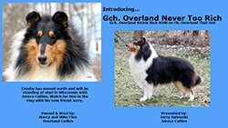 Overland Collies -- GCH Overland Never Too Rich 