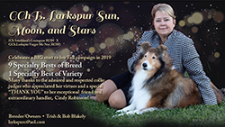 Larkspur Collies -- GCH Larkspur Sun, Moon, And Stars