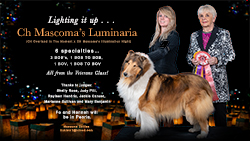 Mascoma Collies -- CH Mascoma's Luminaria