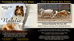 Tom and Jeannette Poling / Gayle Kaye, Chelsea Collies -- Chelsea Kissed By The Sun, HIC