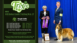 Shalimar Collies -- GCHS Shalimar's Double 'L' And Away We Go, HT