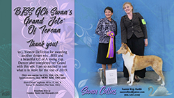 Swan Collies -- GCH Swan's Grand Jete' Of Tercan
