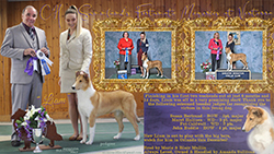 Verterra Collies -- CH Sunnland's Fortunate Memories At Verterra