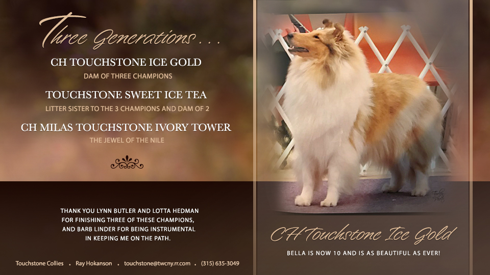 Touchstone Collies -- CH Touchstone Ice Gold
