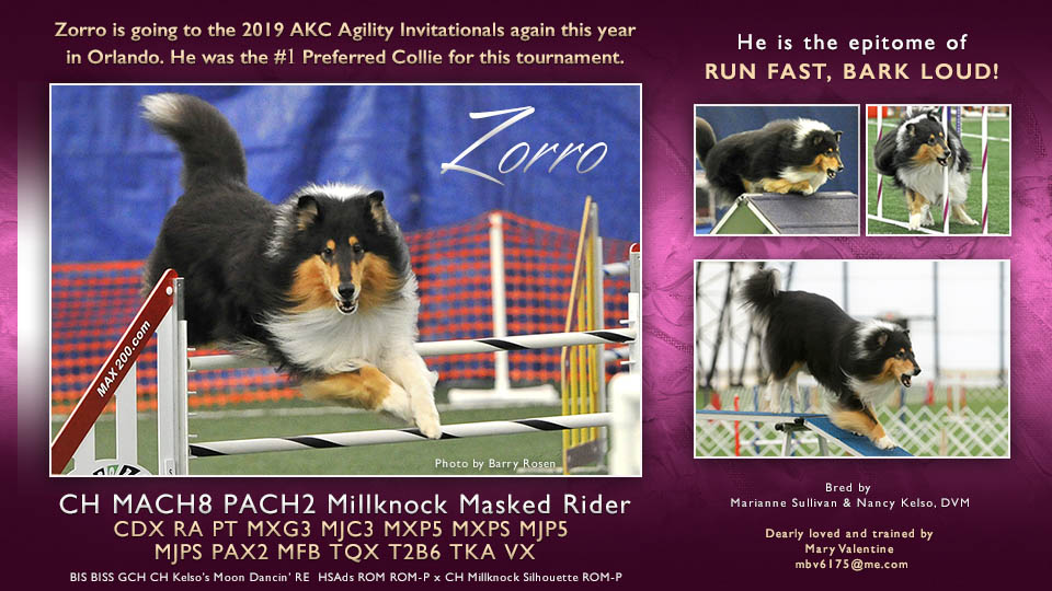 Mary Valentine -- CH MACH8 PACH2 Millknock Masked Rider CDX RA PT MXG3 MJC3 MXP5 MXPS MJP5 MJPS PAX2 MFB TQX T2B6 TKA VX