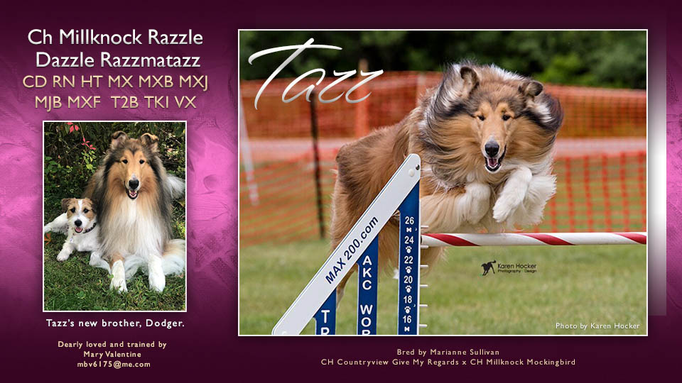 Mary Valentine -- CH Millknock Razzle Dazzle Razzmatazz CD RN HT MX MXB MXJ MJB MXF T2B TKI VX 