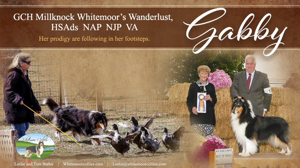 Whitemoor Collies -- GCH Millknock Whitemoor's Wanderlust, HSAds, NAP, NJP, VA