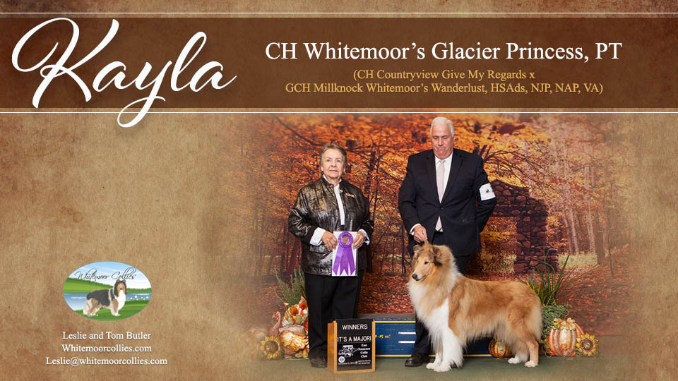 Whitemoor Collies -- CH Whitemoor's Glacier Princess, PT