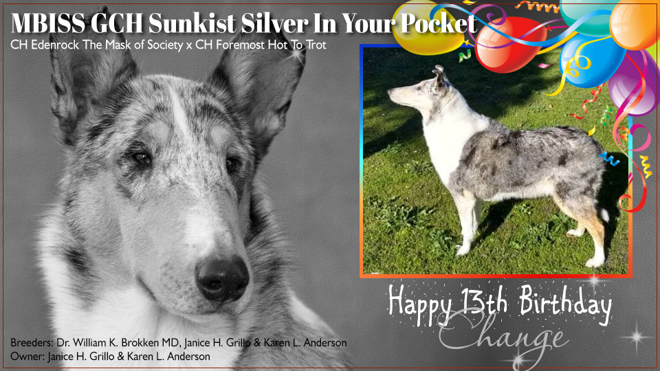Janice Grillo / Karen Anderson -- GCH Sunkist Silver In Your Pocket