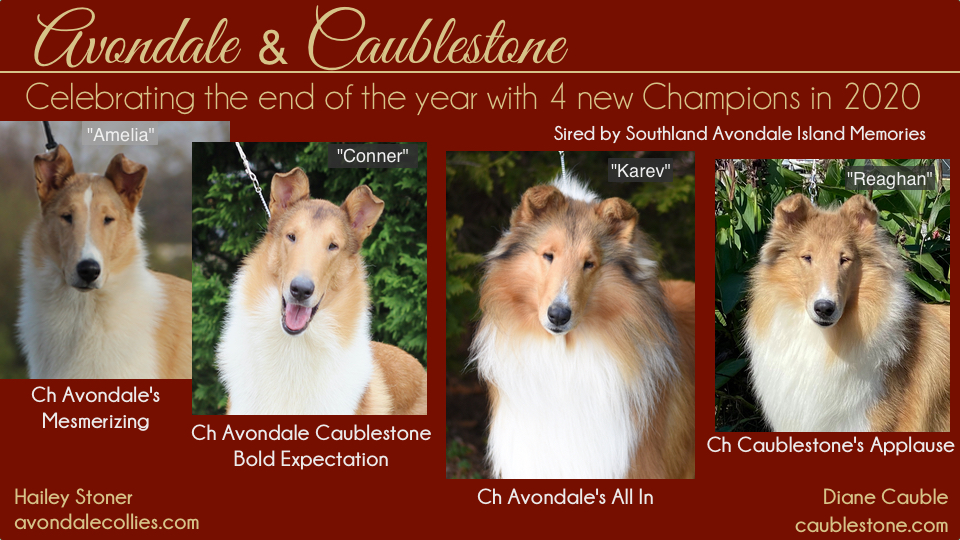 Avondale Collies / Caublestone Collies -- CH Avondale's Mesmerizing / CH Avondale Caublestone Bold Expectation / CH Avondale's All In / CH Caublestone's Applause