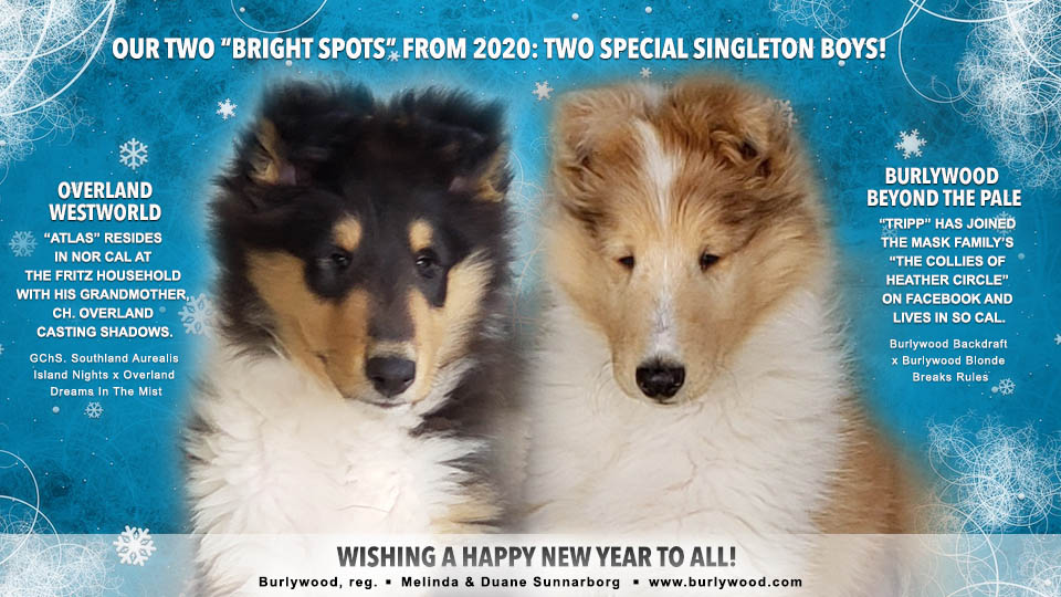 Burlywood Collies -- Overland Westworld / Burlywood Beyond The Pale