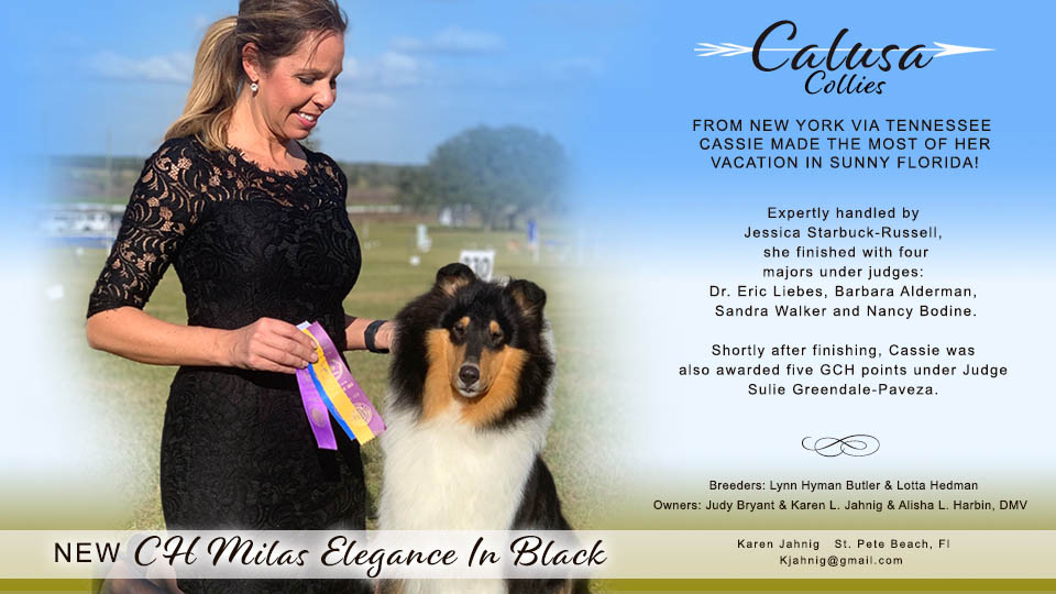 Calusa Collies -- CH Milas Elegance In Black