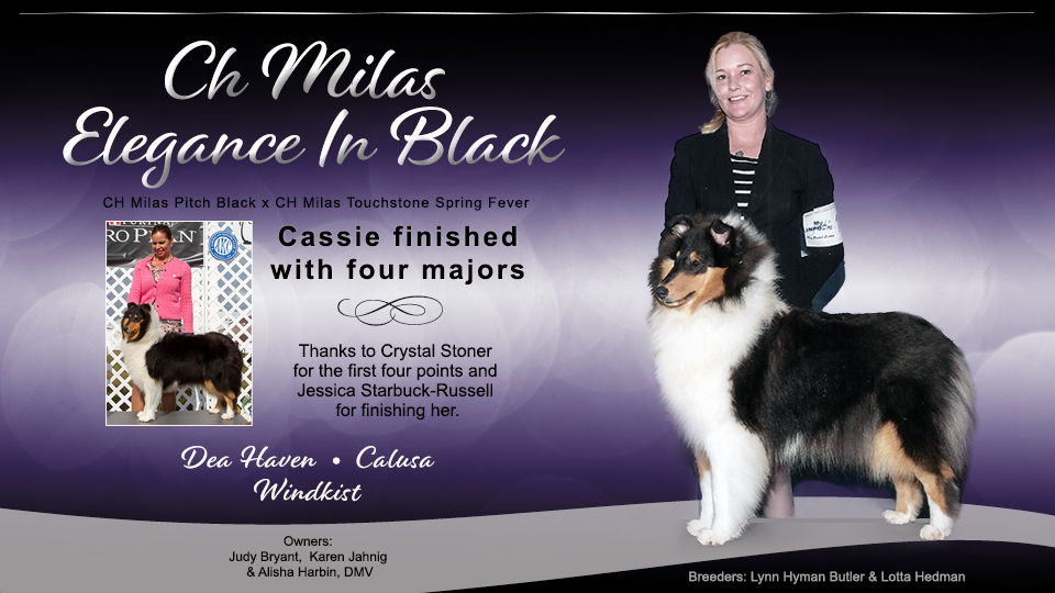 Dea Haven Collies / Calusa Collies / Windkist Collies -- CH Milas Elegance In Black