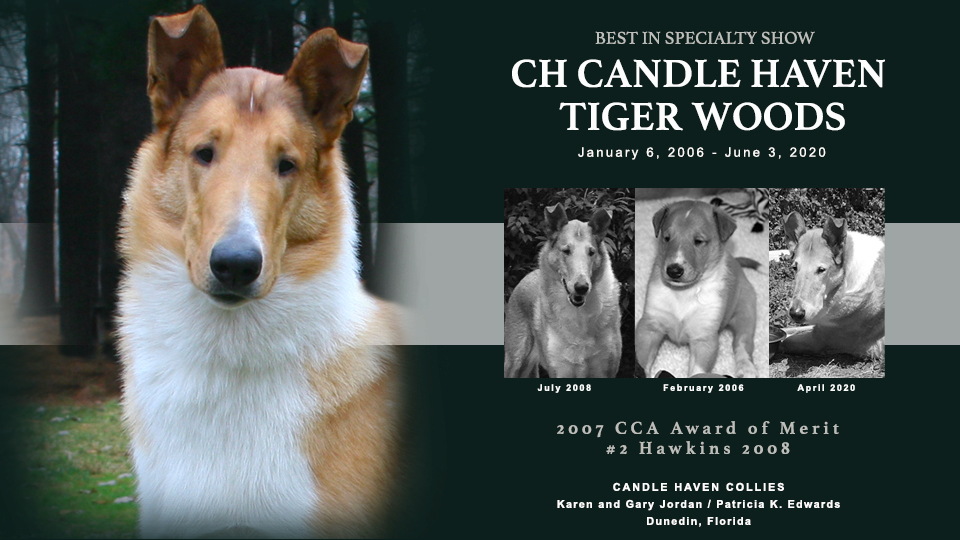 Candle Haven Collies -- In loving memory of CH Candle Haven Tiger Woods
