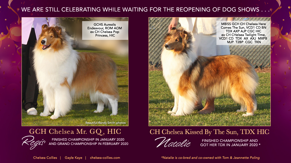 Chelsea Collies -- GCH Chelsea Mr. GQ, HIC / CH Chelsea Kissed By The Sun, TDX HIC