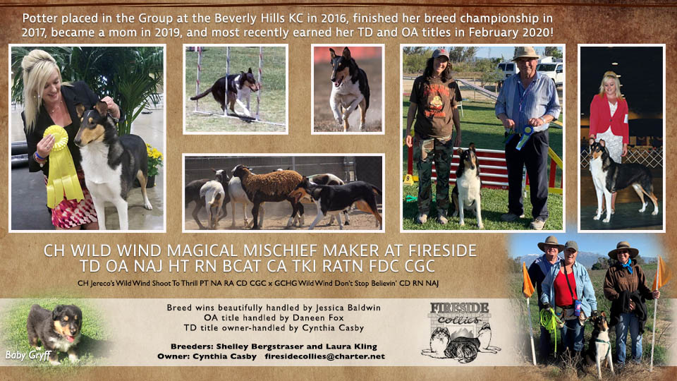Fireside Collies -- CH Wild Wind Magical Mischief Maker at Fireside TD OA NAJ HT RN BCAT CA TKI RATN FDC CGC