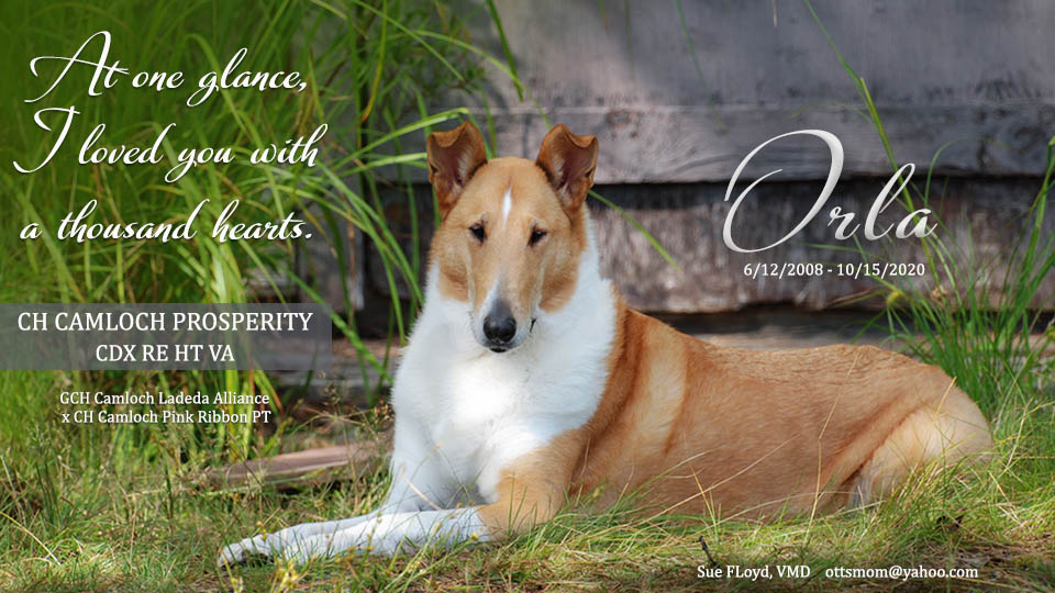 Sue Floyd, VDM -- In loving memory of CH Camloch Prosperity CDX RE HT VA