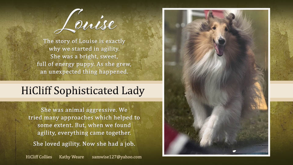 HiCliff Collies -- HiCliff Sophisticated Lady
