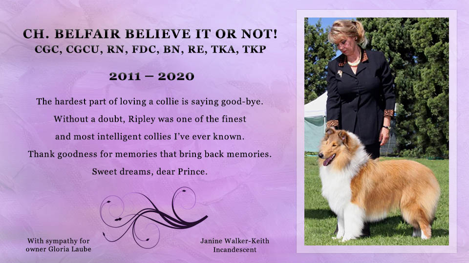 In loving memory of CH Belfair Believe It Or Not! CGC CGCU RN FDC BN RE TKA TKP