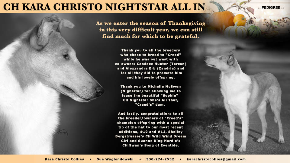 Kara Christo Collies -- CH Kara Christo Nightstar All In 