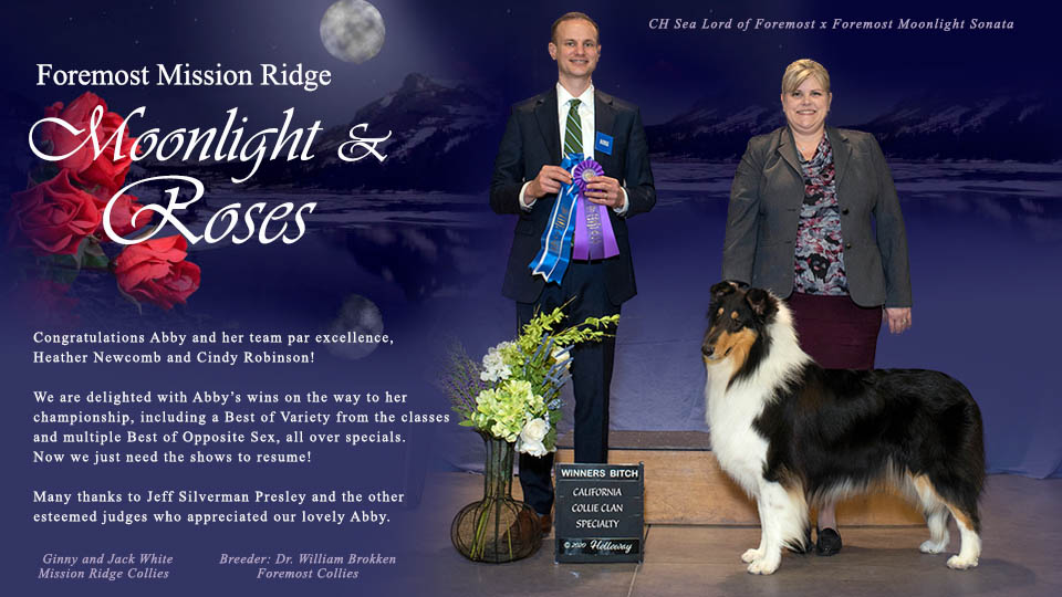 Mission Ridge Collies -- Foremost Mission Ridge Moonlight & Roses
