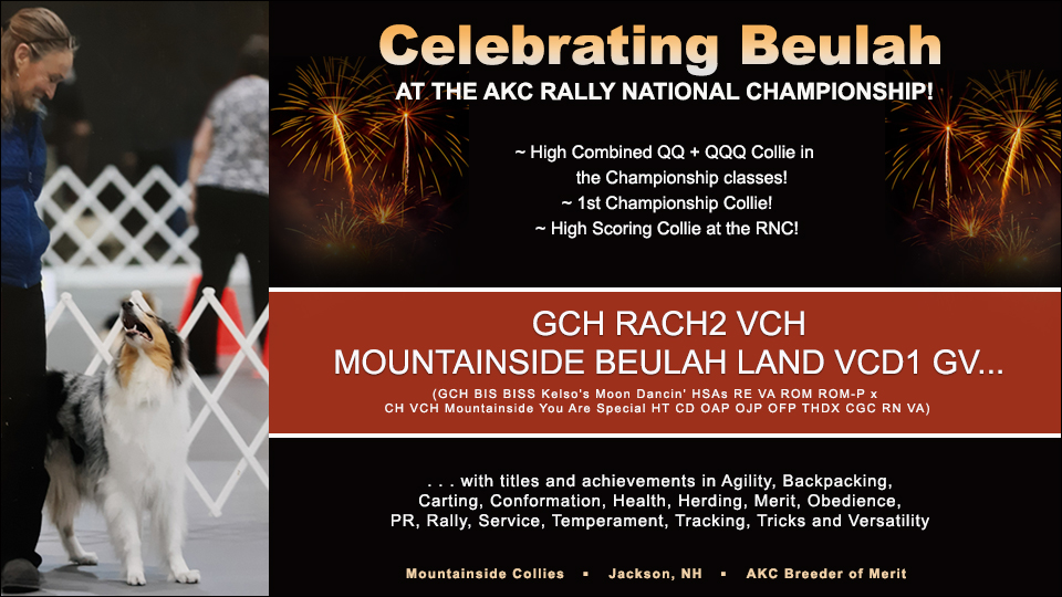 Mountainside Collies --GCH RACH2 VCH Mountainside Beulah Land VCD1 GV...