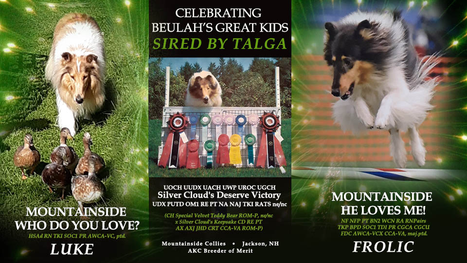 Mountainside Collies -- Mountainside Who Do You Love? HSAd RN TKI SOC1 AWCA-VC / Mountainside He Loves Me! NF NFP PT BN2 WCN RA RNPairs TKP BPD SOC1 TDI PR CGCA CGCU FDC AWCA-VCX CCA-VA 
