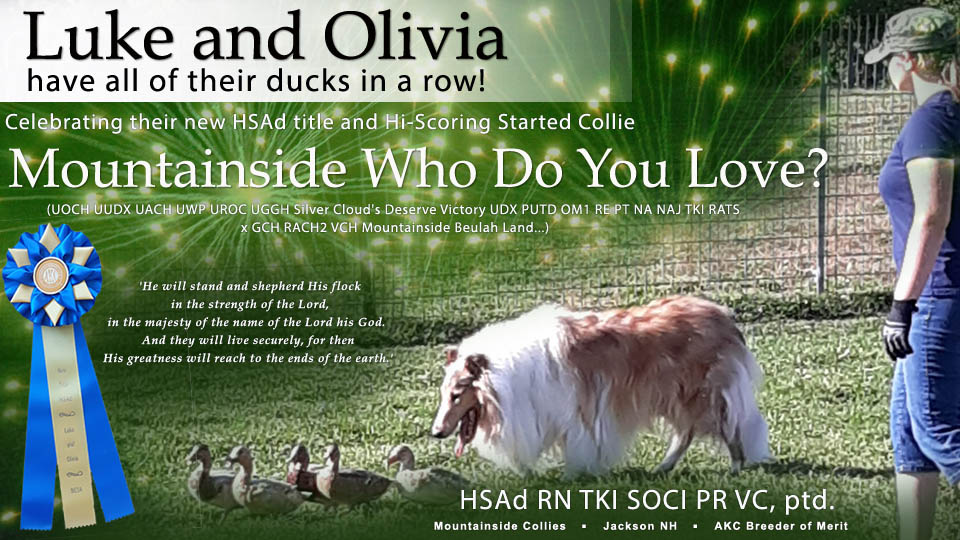 Mountainside Collies --  Mountainside Who Do You Love? HSAd RN TKI SOCI PR VC