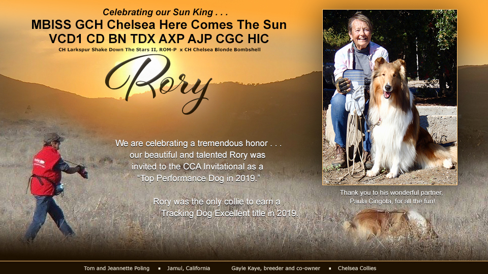 Tom and Jeannette Poling / Gayle Kaye, Chelsea Collies -- GCH Chelsea Here Comes The Sun, VCD1 CD BN TDX AXP AJP CGC HIC