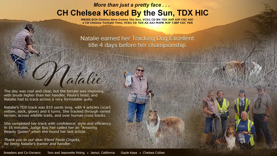 Tom and Jeannette Poling / Gayle Kaye, Chelsea Collies -- CH Chelsea Kissed By the Sun, TDX HIC