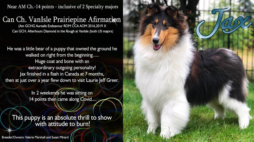 Prairiepine Collies -- Can CH VanIsle Prairiepine Afirmation