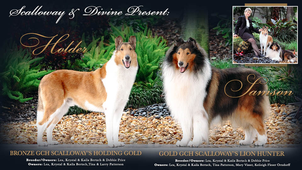 Scalloway Collies -- GCHB Scalloway's Holding Gold / GCHG Scalloway's Lion Hunter