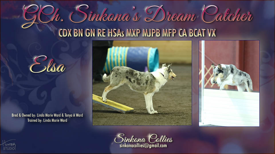 Sinkona Collies -- GCH Sinkona's Dream Catcher CDX BN GN RE HSAs MXP MJPB MFP CA BCAT VX