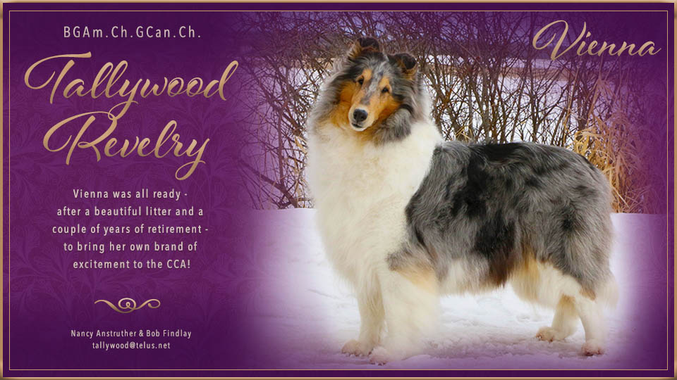 Tallywood Collies -- Am BGCH / Can GCH Tallywood Revelry
