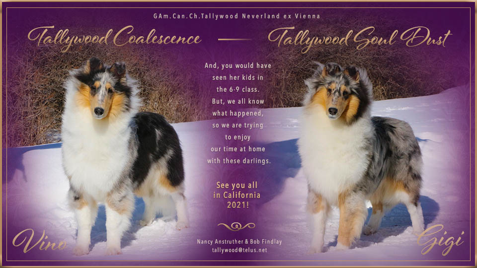 Tallywood Collies -- Tallywood Coalescense / Tallywood Soul Dust