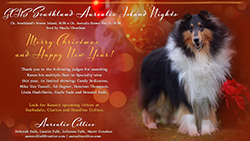 Aurealis Collies -- GCHS Southland Aurealis Island Nights 