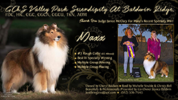 Baldwin Ridge Collies -- GCHS Valey Park Serendipity At Baldwin Ridge, FDC HIC CGC CGCA  CGCU TKN 