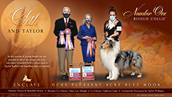 Enclave Collies -- GCHS Pleasant Acre Blue Moon