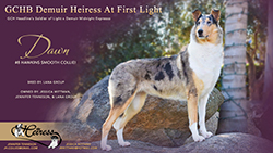 Heiress Collies -- GCHB Demuir Heiress At First Light