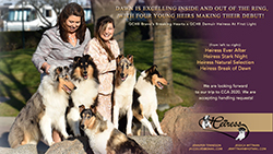 Heiress Collies -- GCHB Demuir Heiress At First Light, Heiress Ever After, Heiress Stark Night, Heiress Natural Selection, Heiress Break Of Dawn