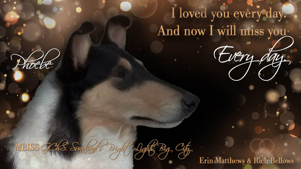 Wicklow Collies -- GCHS Sunnland's Bright Lights Big City