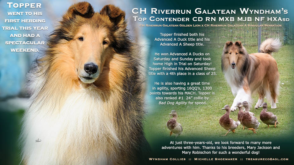 Wyndham Collies -- CH Riverrun Galatean Wyndham's Top Contender CD RN MXB MJB NF HXAsd