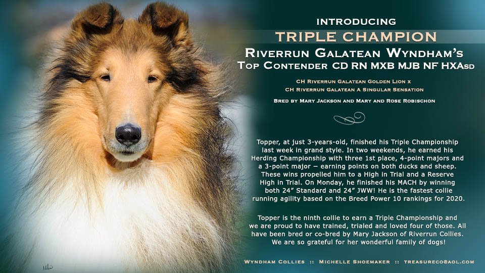 Wyndham Collies -- CH Riverrun Galatean Wyndham's Top Contender CD RN MXB MJB NF HXAsd
