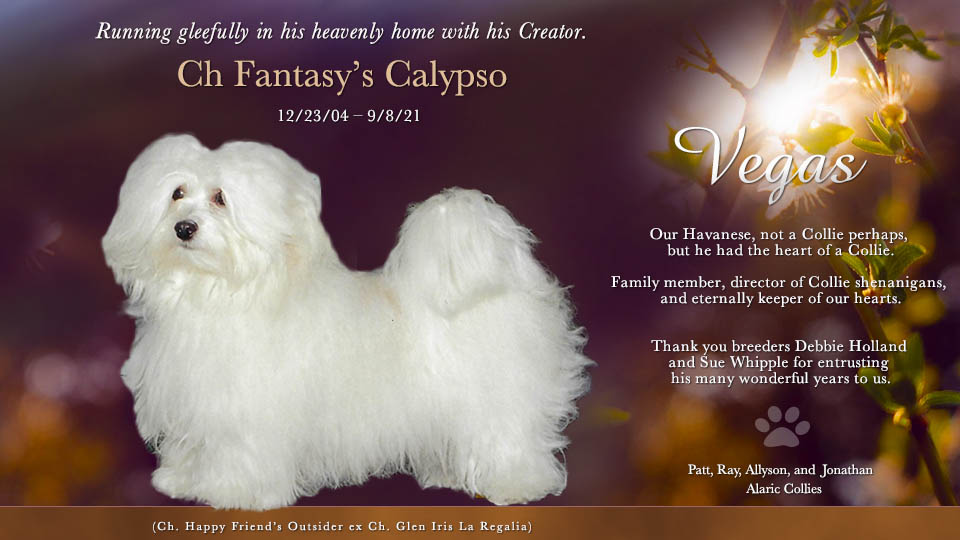 Alaric Collies -- In loving memory of CH Fantasy's Calypso