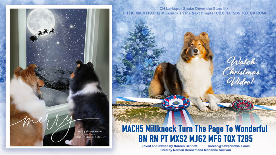 Noreen Bennett -- MACH5 Millknock Turn The Page To Wonderful BN RN PT MXS2 MJG2 MFG TQX T2B5