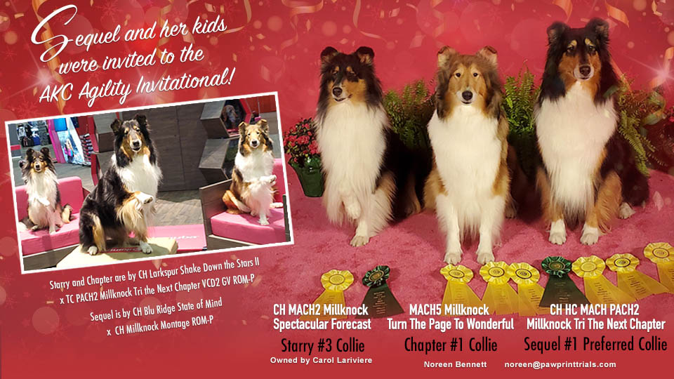 Noreen Bennett -- CH HC MACH PACH2 Millknock Tri The Next Chapter, MACH5 Millknock Turn The Page To Wonderful, CH MACH2 Millknock Spectacular Forecast