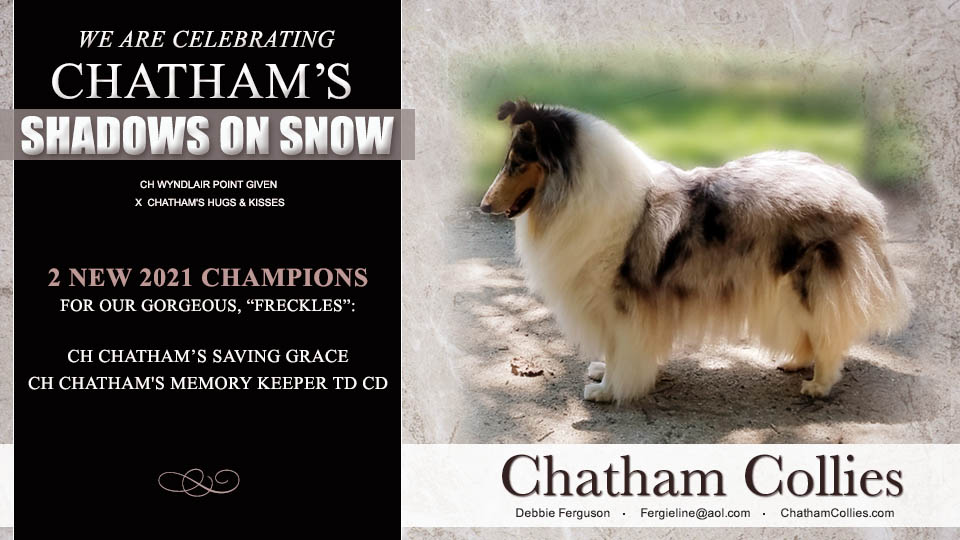 Chatham Collies -- Chatham's Shadows On Snow