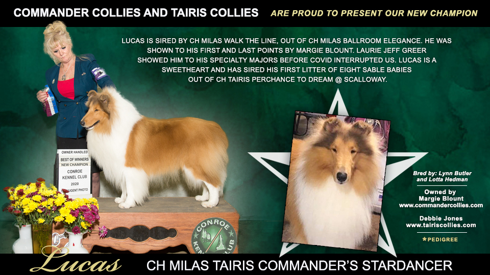 Commander Collies / Tairis Collies -- CH Milas Tairis Commander's Stardancer