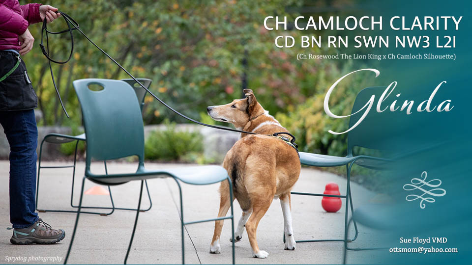 Sue Floyd, VMD -- CH Camloch Clarity CD BN RN SWN NW3 L21